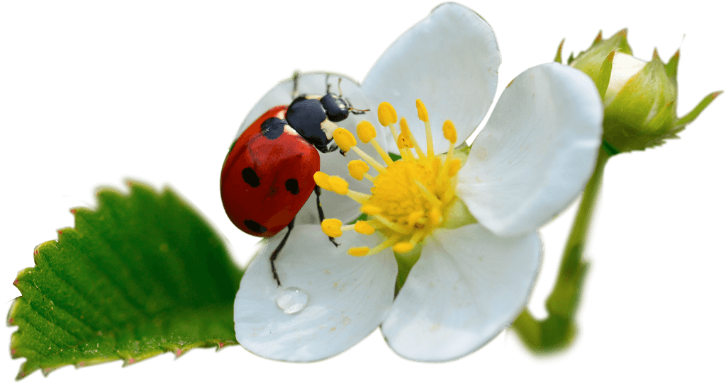 Une coccinelle sur une fleur