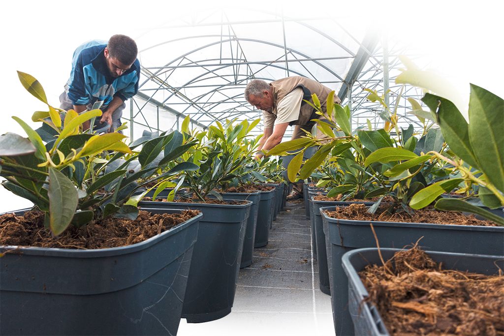 producteurs de plants dans une serre Sica