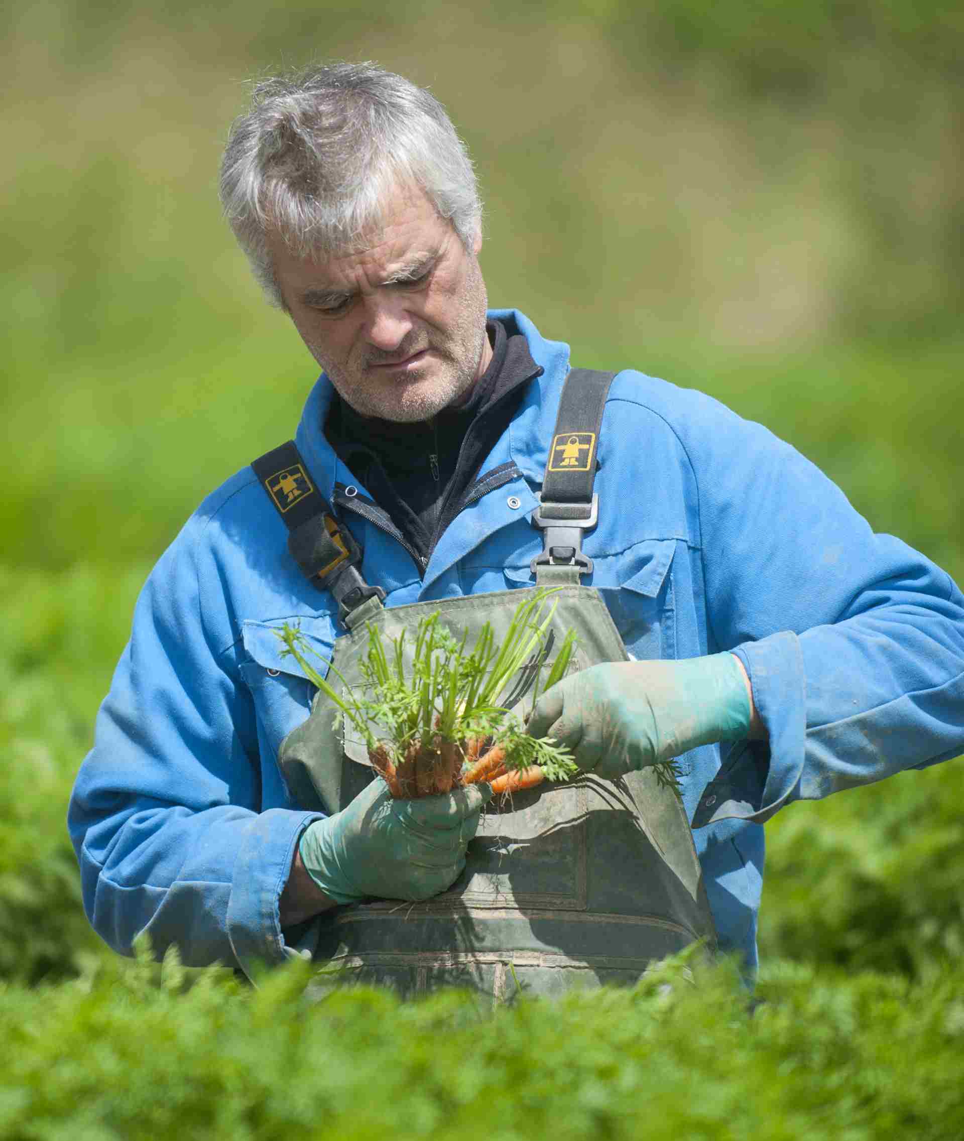 producteur de la coopérative légumière Sica en train de récolter des carottes