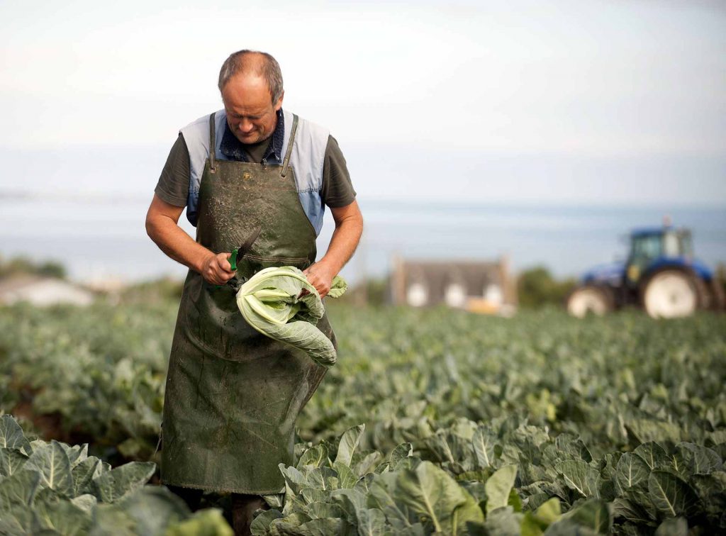 producteur de la coopérative légumière Sica en train de récolter