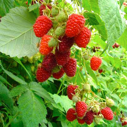 framboises