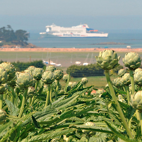 choux fleurs en premier plan et bateau du Brittany Ferry en second plan