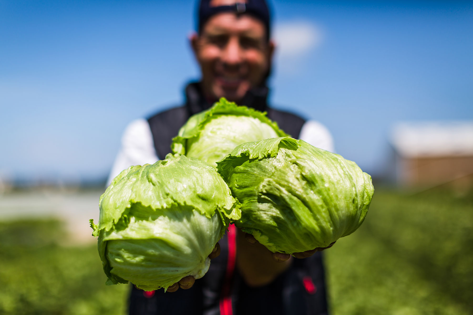 salade iceberg