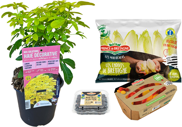 innovations : haies décoratives, myrtilles, barquette carton couvercle ajouré, sachet jeunes pousses endives