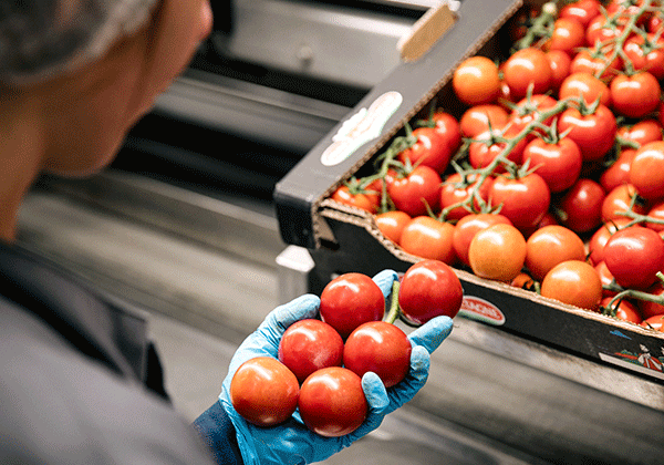 tomates en grappes