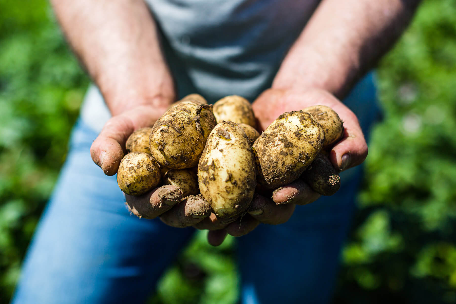 pomme de terre primeur