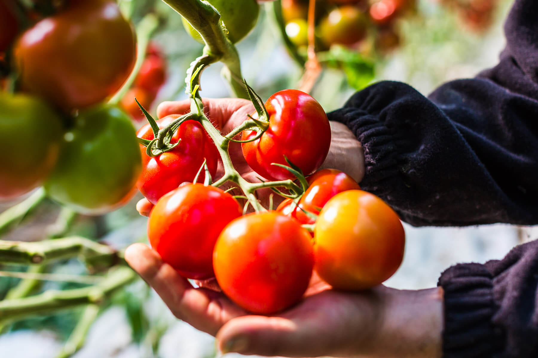 tomates en grappes