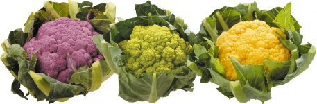 cf-couleur-cerafel cf-couleur-cerafel