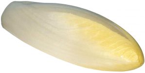 l'endive de la sica