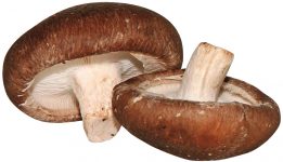 champignon shii-také cultivé par les producteurs de la sica