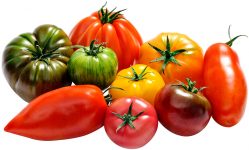 les tomates de diversification de la Sica